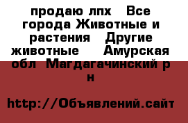 продаю лпх - Все города Животные и растения » Другие животные   . Амурская обл.,Магдагачинский р-н